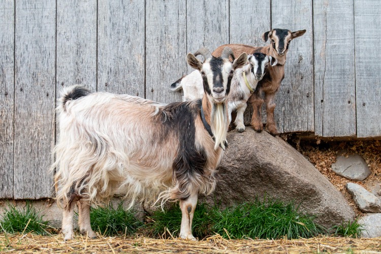 artificial-insemination-in-goats